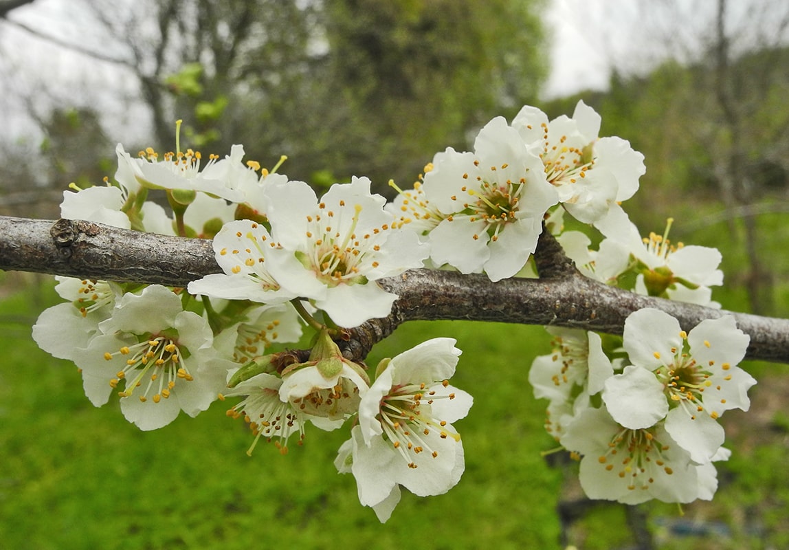 Image of Prunus × rossica specimen.