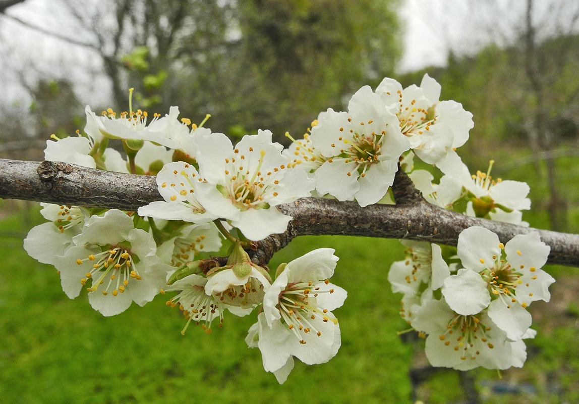 Изображение особи Prunus &times; rossica.