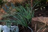 Asphodeline lutea
