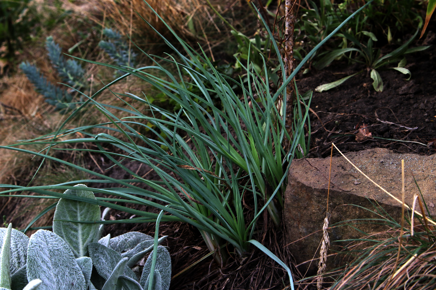 Image of Asphodeline lutea specimen.