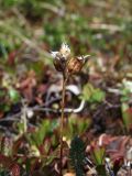 Pedicularis capitata