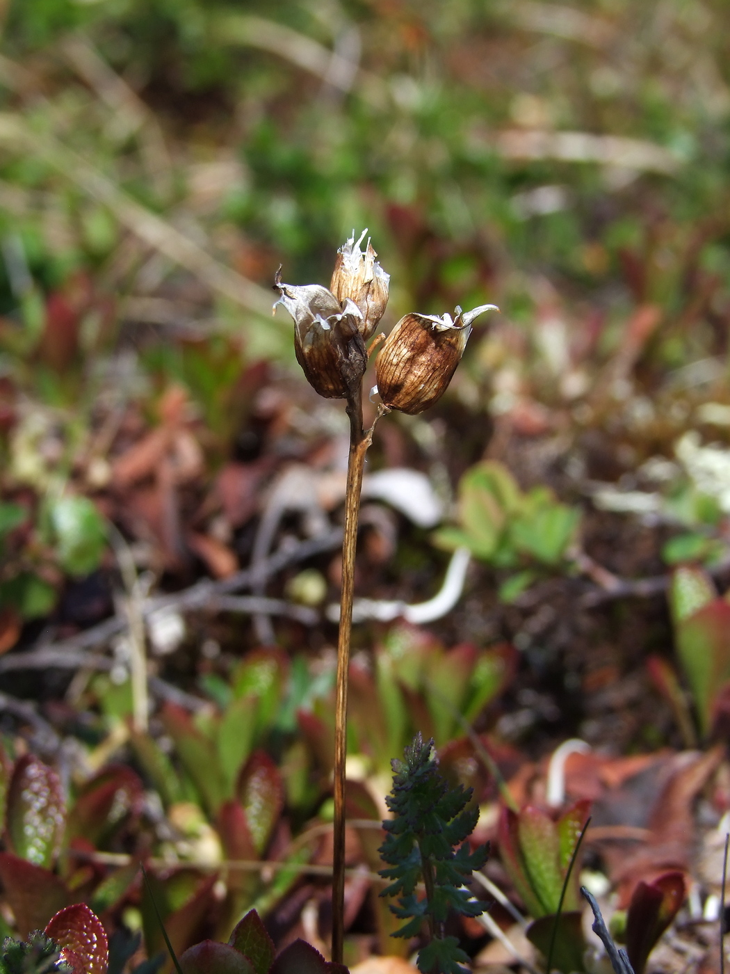 Изображение особи Pedicularis capitata.