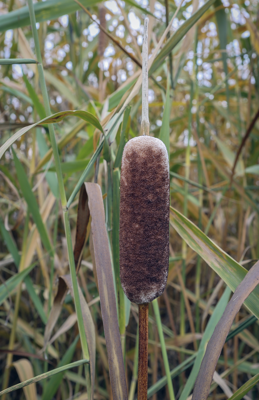 Изображение особи Typha latifolia.