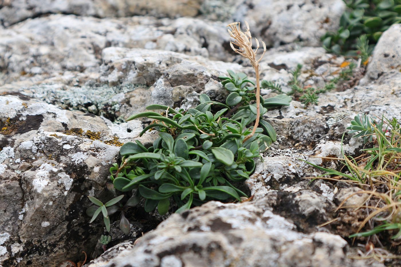 Image of Iberis simplex specimen.