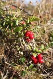 Vaccinium vitis-idaea