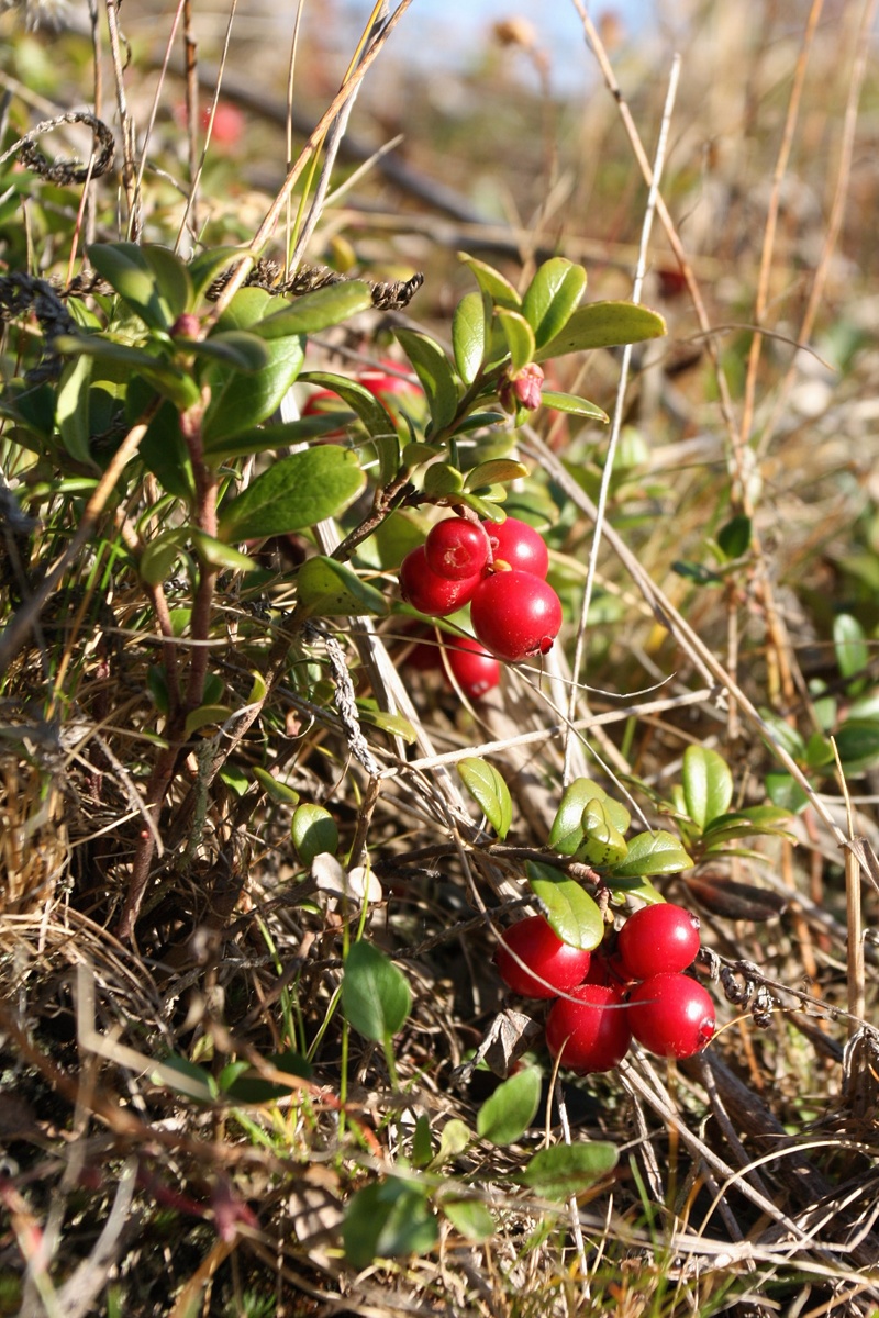 Изображение особи Vaccinium vitis-idaea.