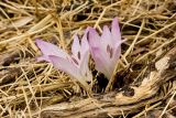 Colchicum macrophyllum. Расцветающие растения. Греция, о-в Крит, ном Ханья (Νομός Χανίων), дим Сфакион (Δήμος Σφακίων), деревня Анаполис (Ἀνώπολις), оливковая роща. 16 октября 2021 г.