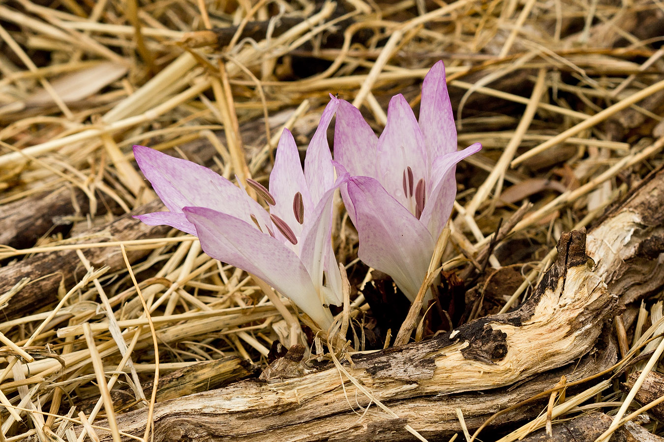 Image of Colchicum macrophyllum specimen.