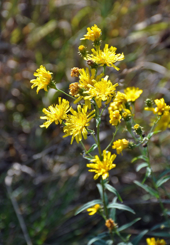 Изображение особи Hieracium umbellatum.