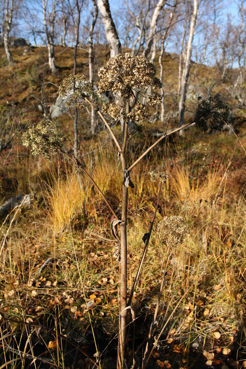 Изображение особи Archangelica officinalis.