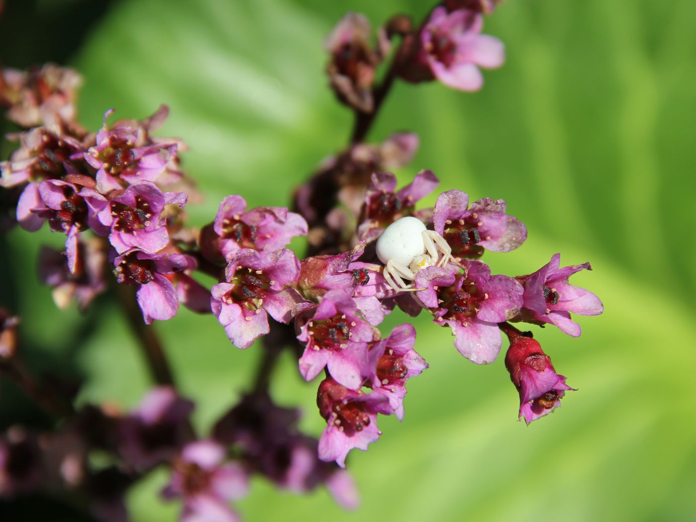 Image of Bergenia crassifolia specimen.