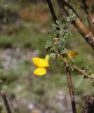 Caragana pygmaea. Цветок. Республика Алтай, Онгудайский р-н, окр. с. Инегень, каменистый склон. 1 августа 2020 г.