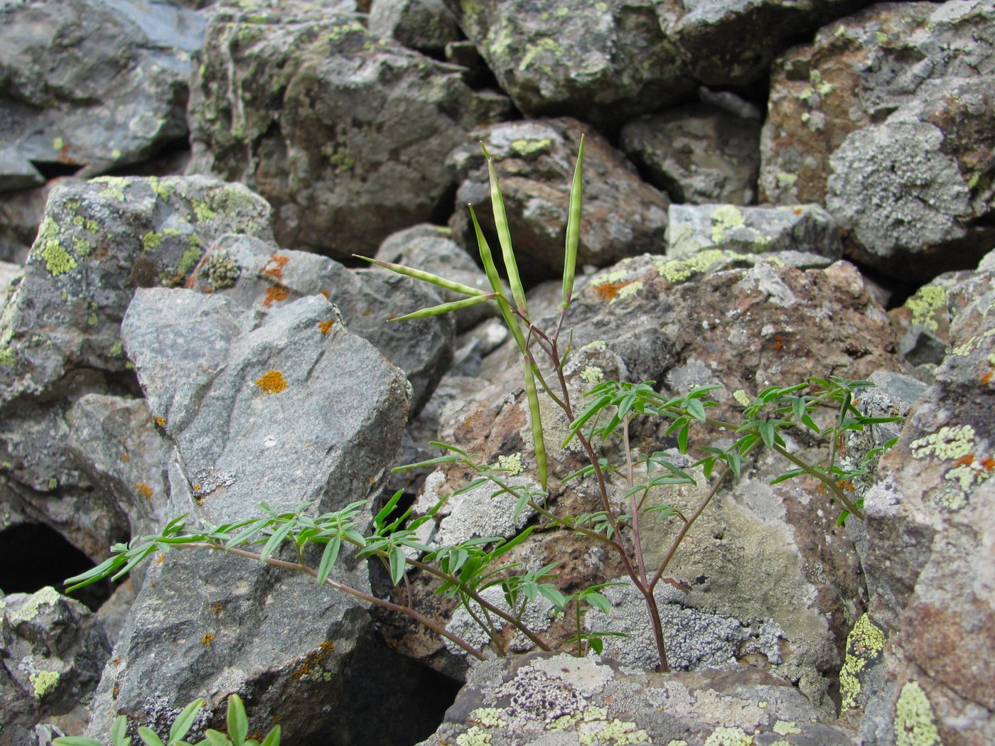 Image of Cardamine bipinnata specimen.