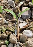 Ferula sumbul