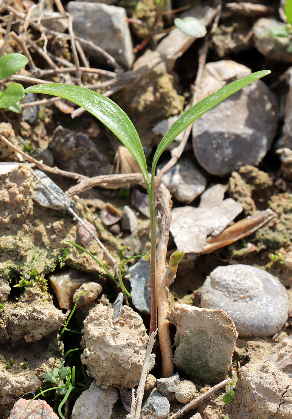 Image of Ferula sumbul specimen.