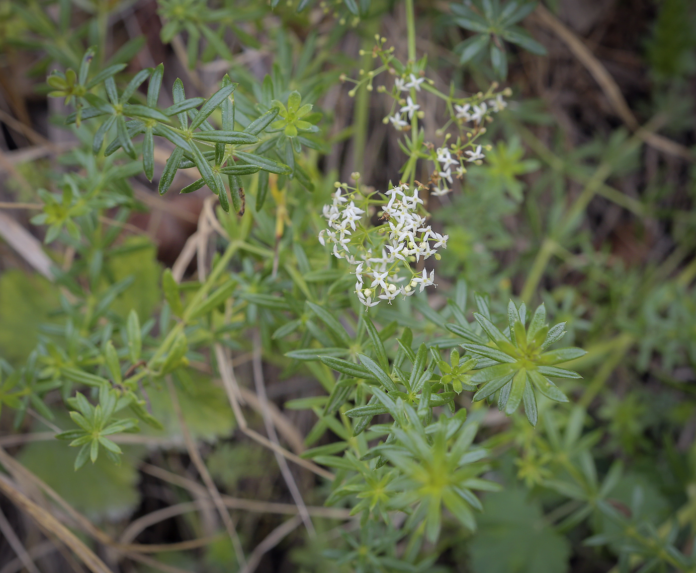 Изображение особи Galium mollugo.