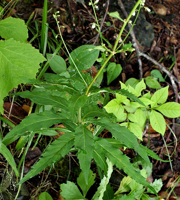 Image of genus Adenophora specimen.