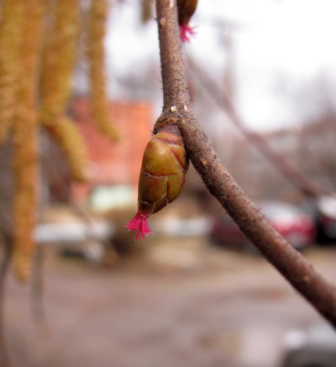 Image of Corylus avellana specimen.