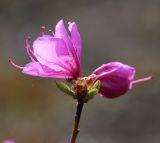 Rhododendron mucronulatum. Верхушка побега с цветками и пауком. Приморский край, окр. г. Находка, в дубовом лесу. 03.05.2022.