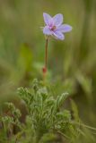 Erodium cicutarium. Цветок и листья. Калмыкия, Целинный р-н, окр. пос. Хар-Булук, памятник природы \"Одинокий тополь\", степь. 18.04.2022.