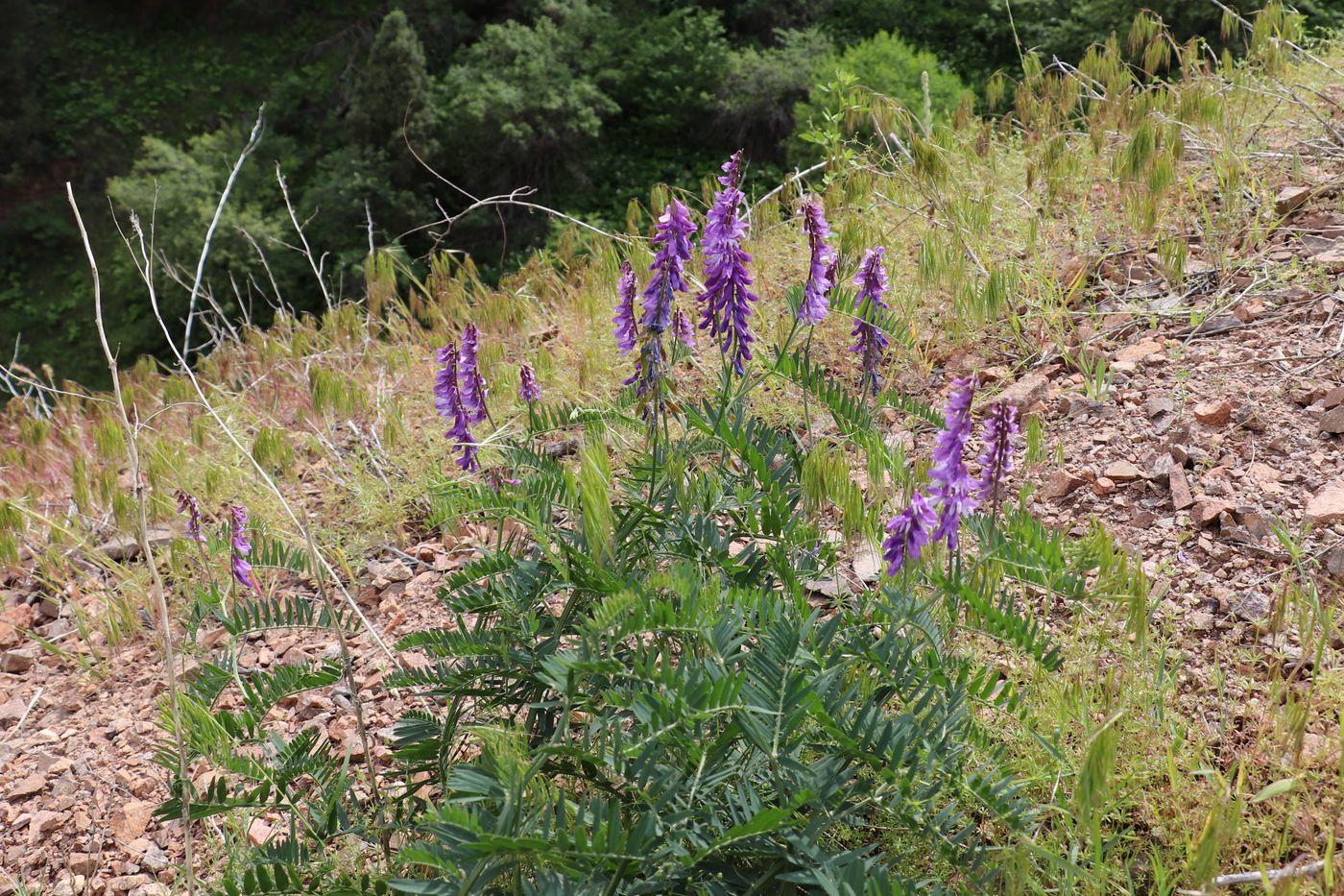 Image of Vicia tenuifolia specimen.