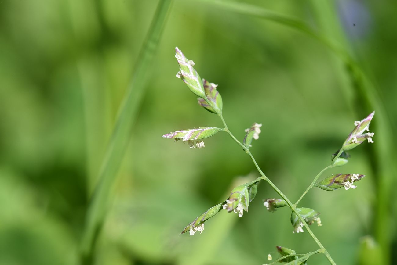 Изображение особи Poa annua.