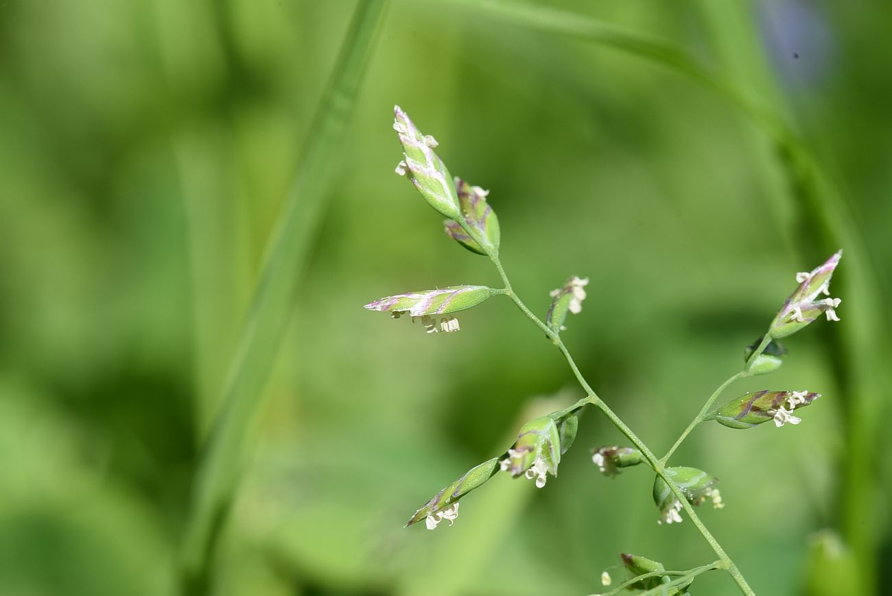 Image of Poa annua specimen.