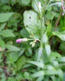 Coccyganthe flos-cuculi