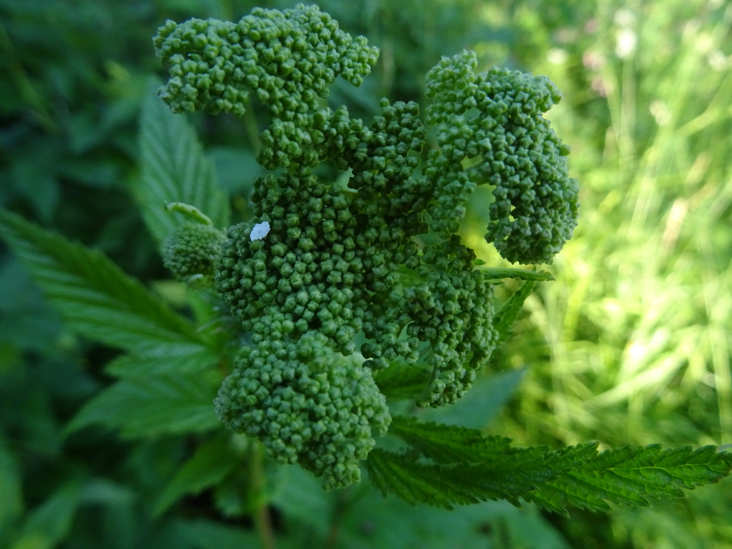 Image of Filipendula ulmaria specimen.