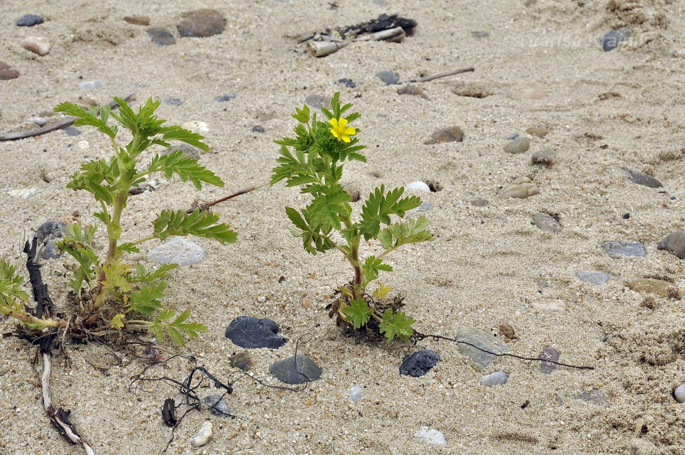 Image of Potentilla supina ssp. paradoxa specimen.