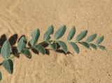 Astragalus longipetalus. Верхушка листа. Дагестан, Кумторкалинский р-н, окр. с. Коркмаскала, дюны. 22 мая 2022 г.
