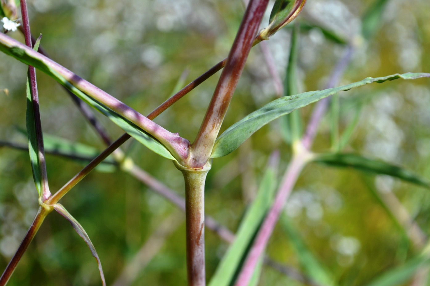 Image of Gypsophila paniculata specimen.