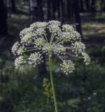 Image of taxon representative. Author is Игорь Павлов