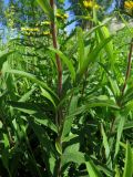 Inula hirta