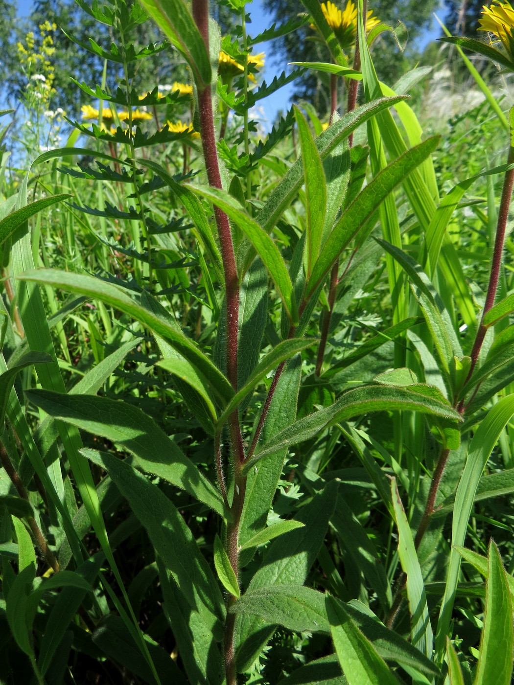 Image of Inula hirta specimen.