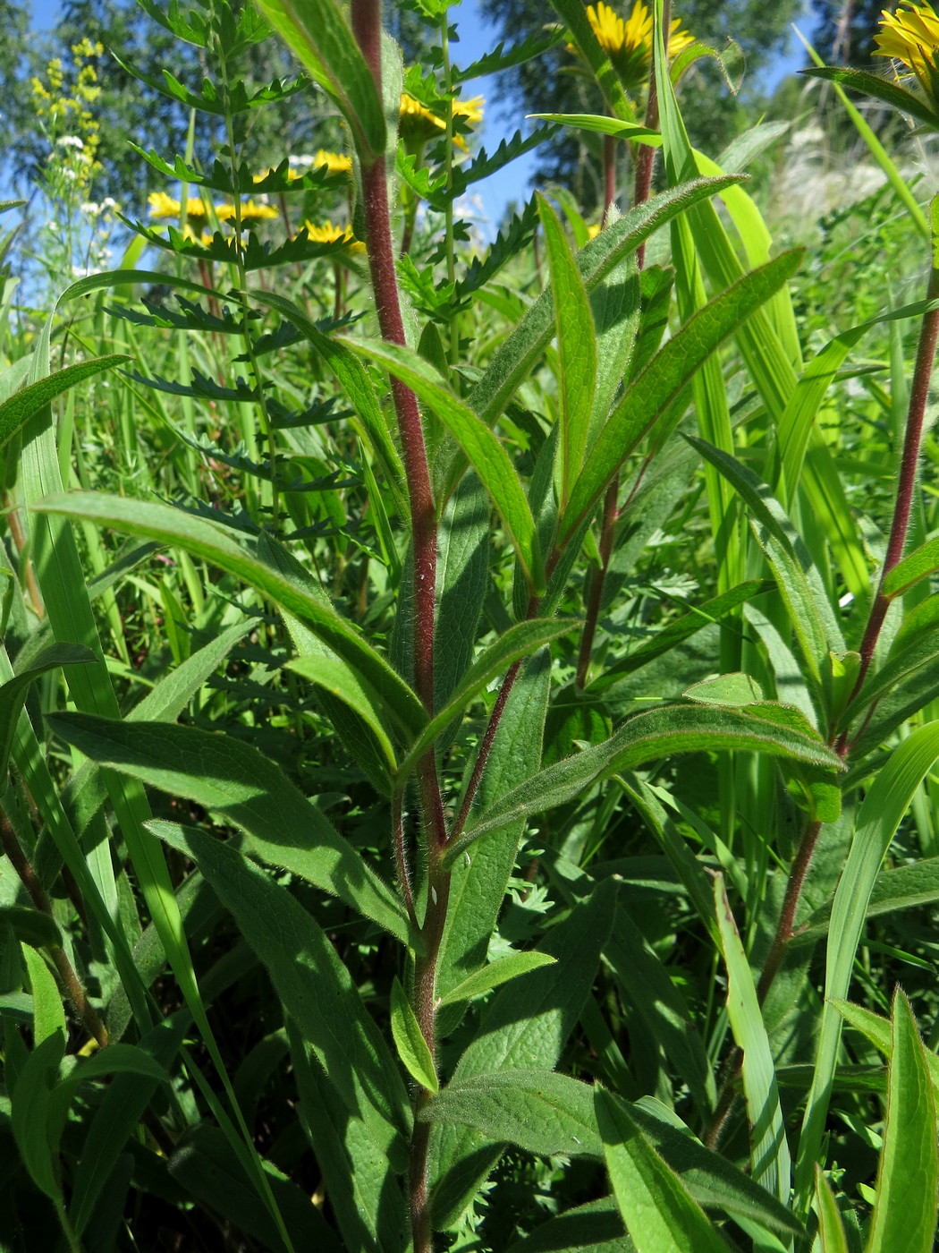 Изображение особи Inula hirta.