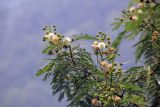 Leucaena leucocephala