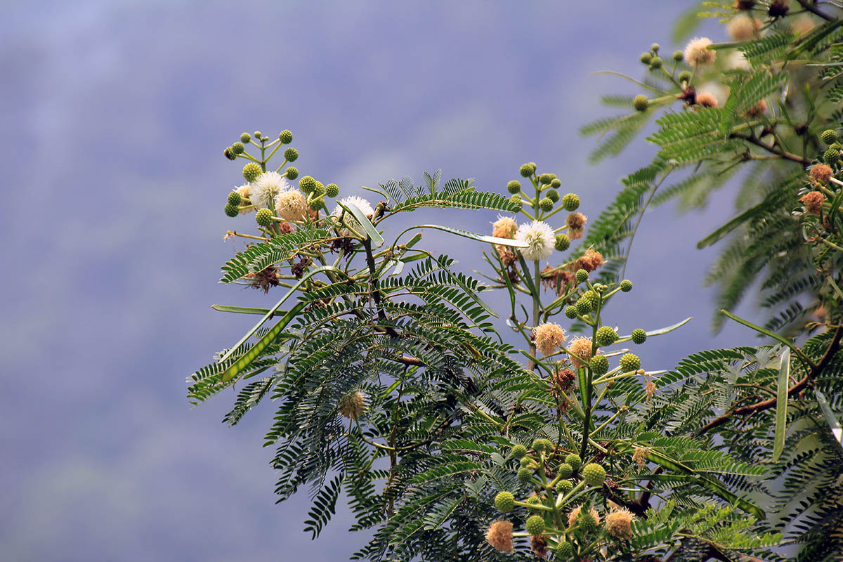 Изображение особи Leucaena leucocephala.