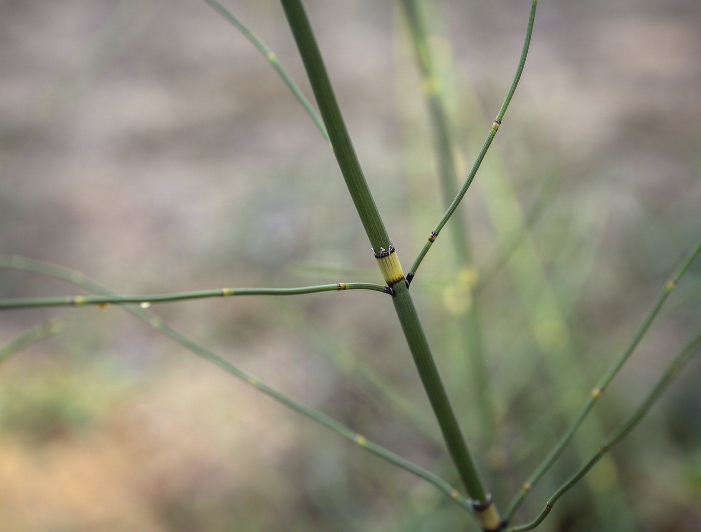 Изображение особи Equisetum ramosissimum.