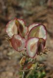 Rindera tetraspis