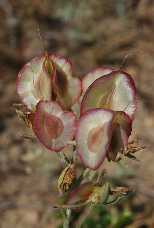 Изображение особи Rindera tetraspis.