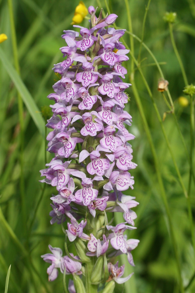 Image of Dactylorhiza baltica specimen.