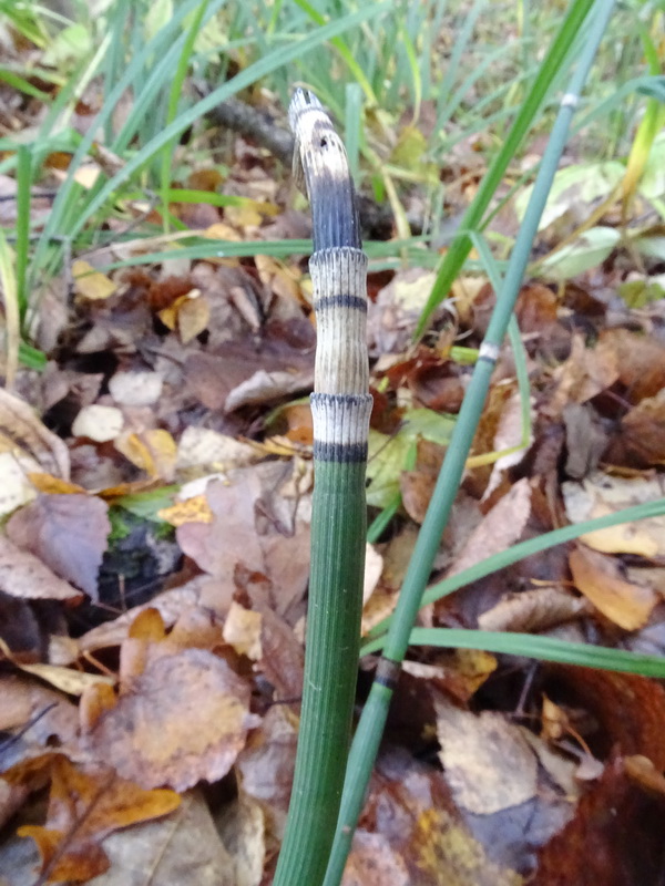 Image of Equisetum hyemale specimen.