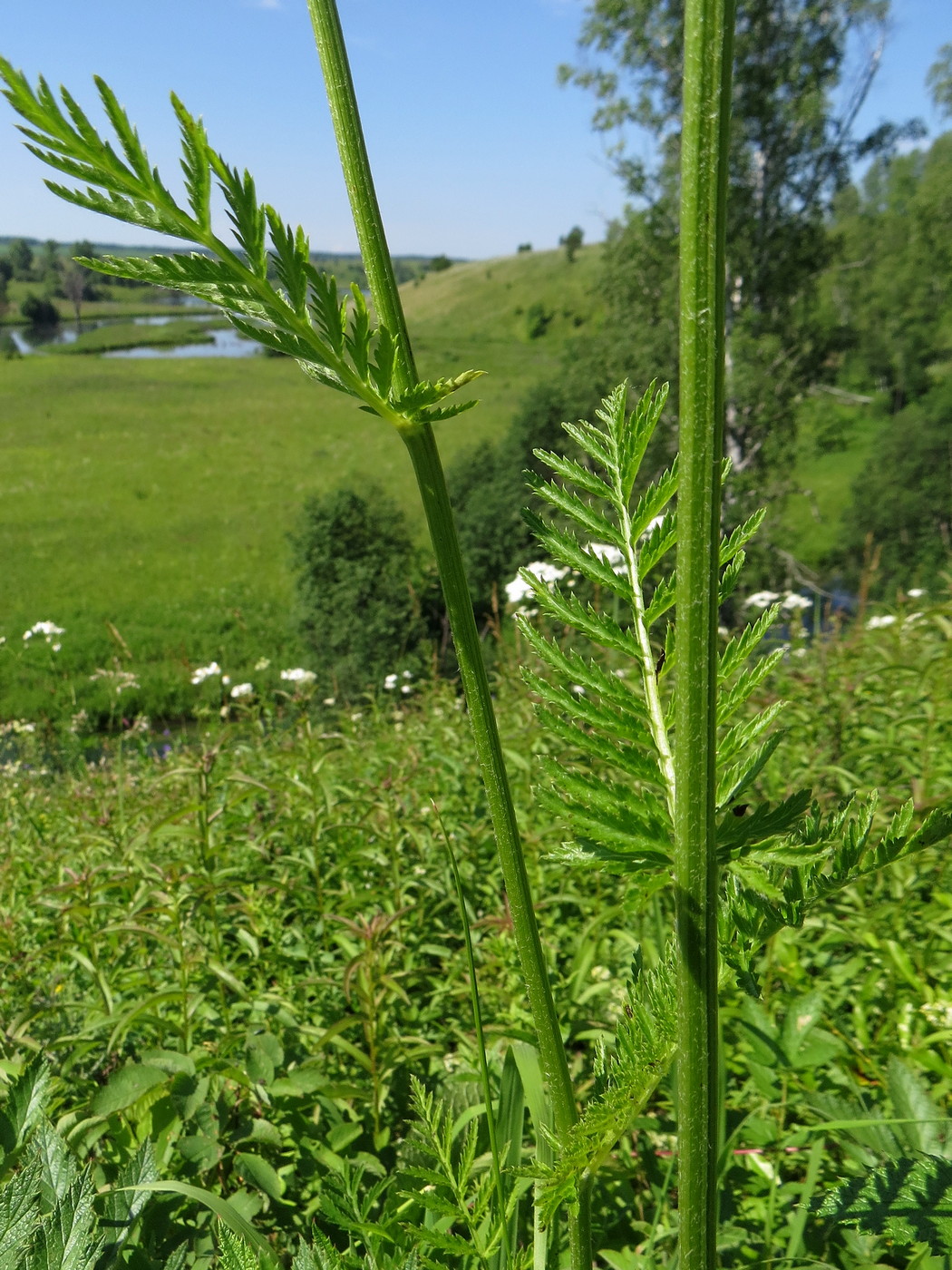 Image of Pyrethrum corymbosum specimen.