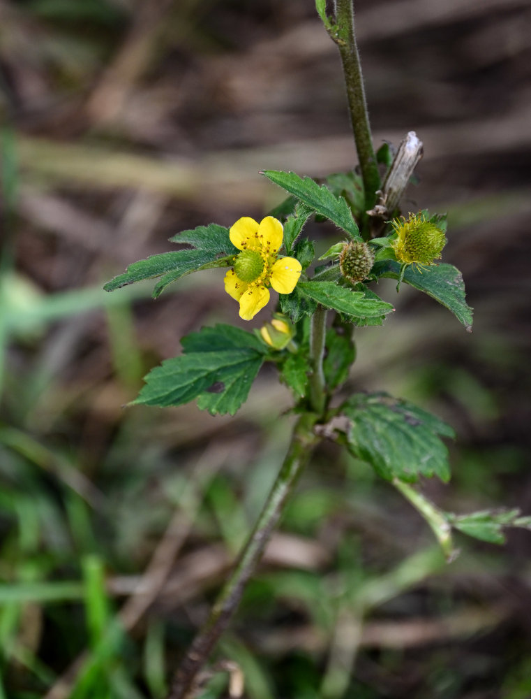 Изображение особи Geum aleppicum.