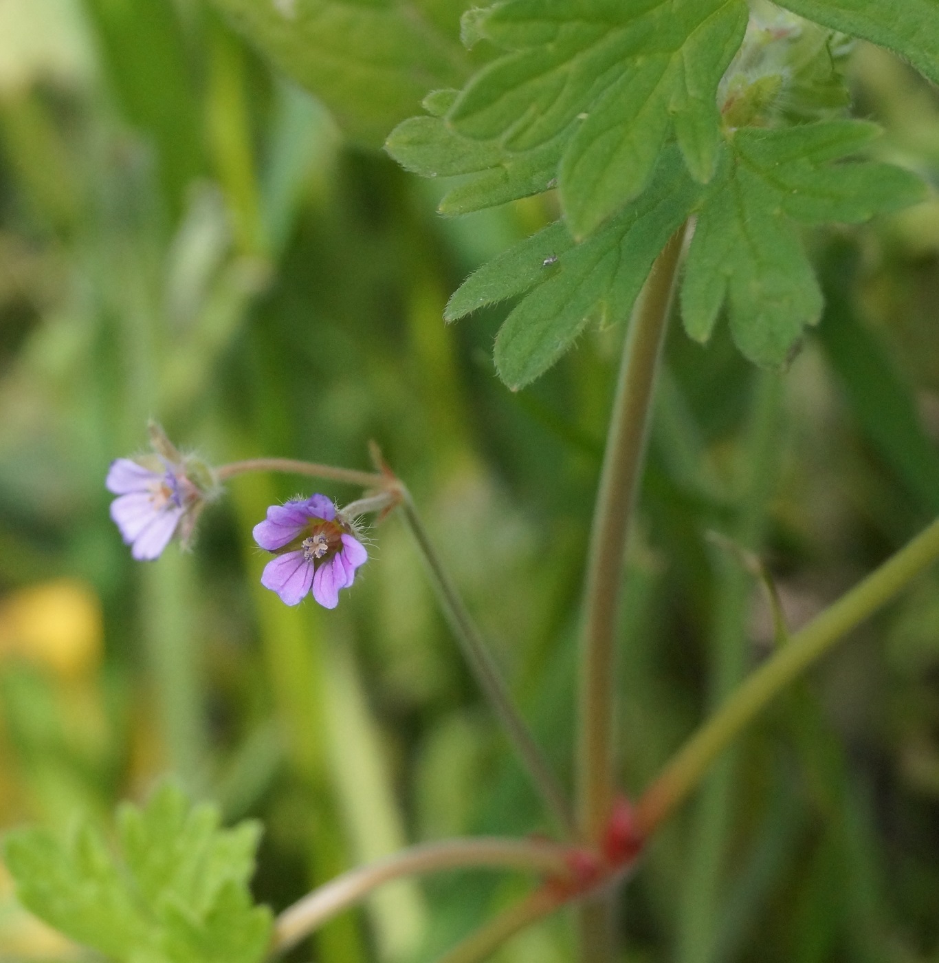 Image of Geranium pusillum specimen.