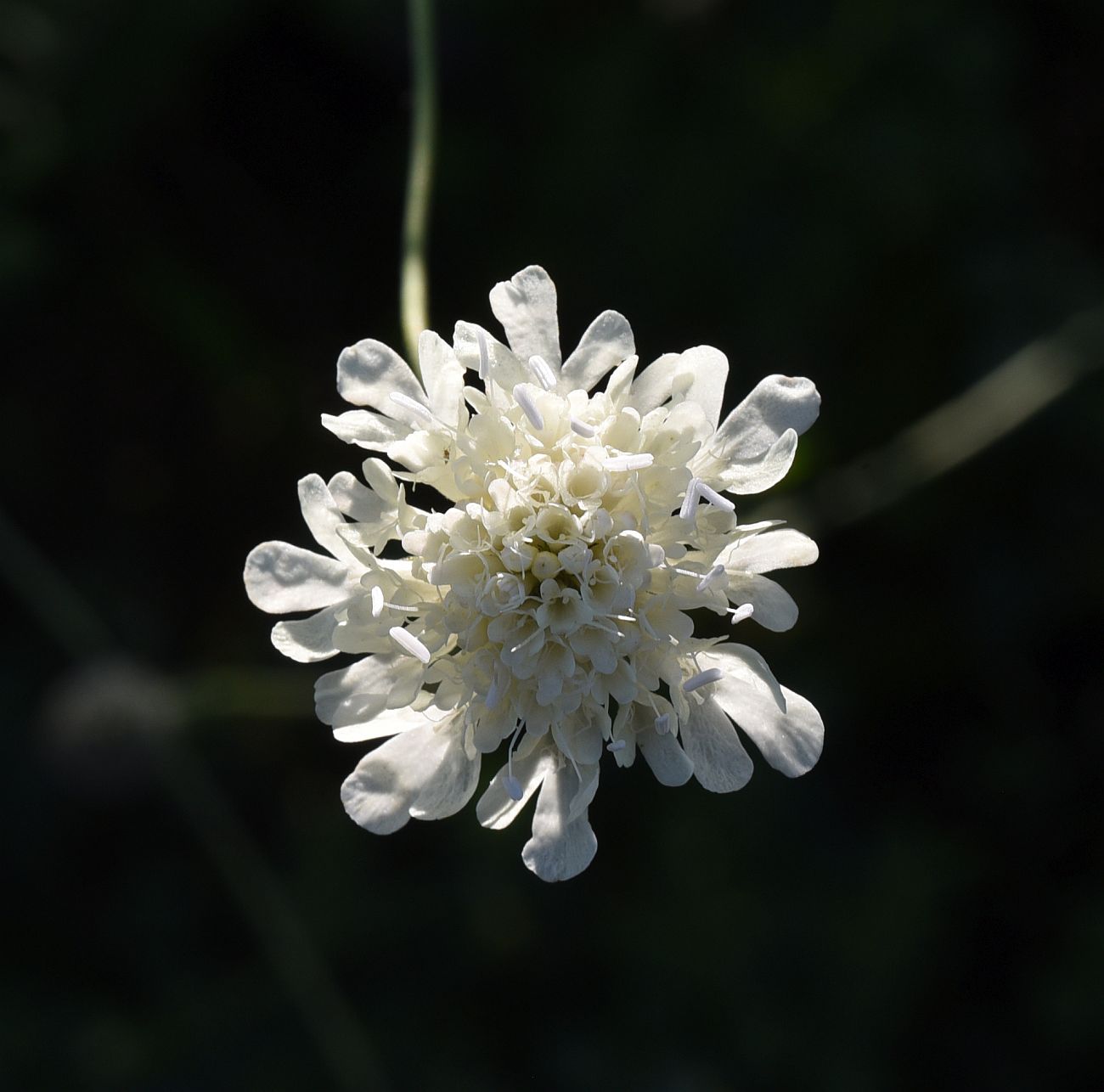 Изображение особи Scabiosa bipinnata.