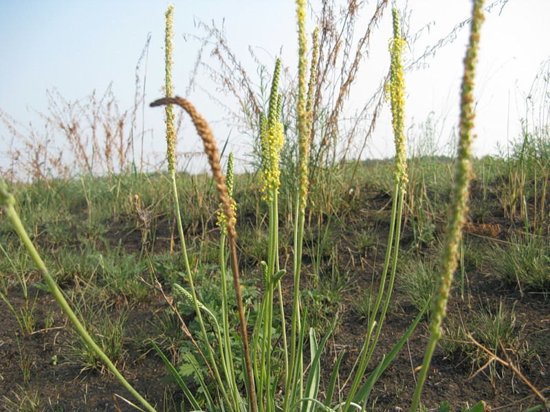 Изображение особи Plantago salsa.