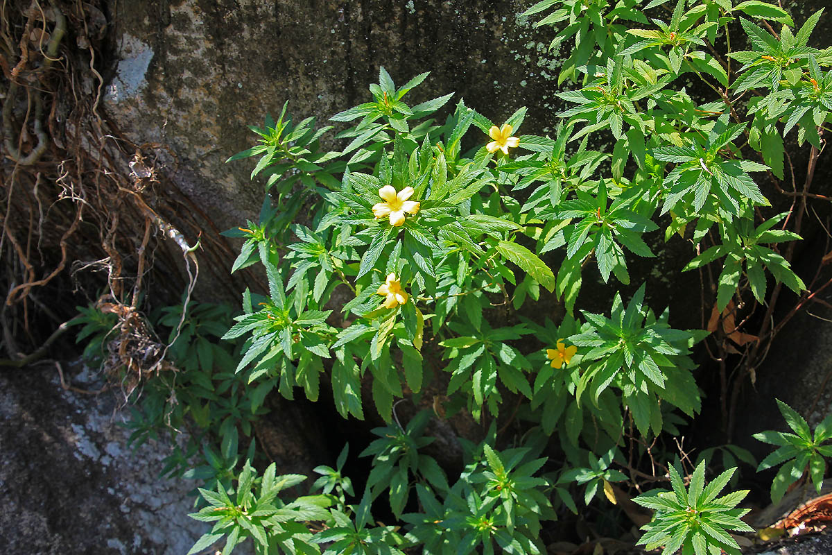 Image of Turnera ulmifolia specimen.