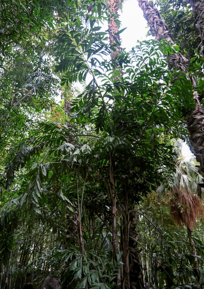 Image of Caryota mitis specimen.